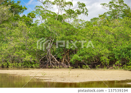Mangrove forest on the beach edge Mangrove forest on the beach edge 137539194