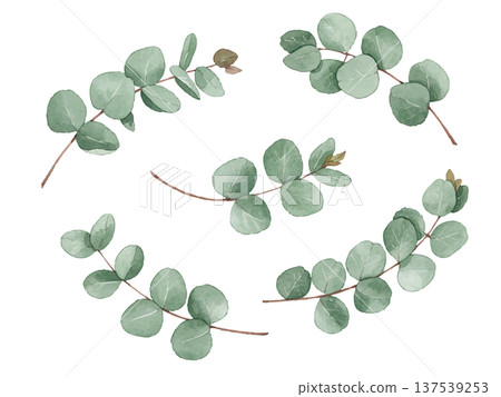Eucalyptus illustration in watercolor style Eucalyptus illustration in watercolor style 137539253