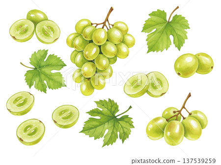 Watercolor style Muscat illustration Watercolor style Muscat illustration 137539259