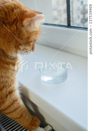Orange cat sitting near glass bowl with water at home. Pets nutrition, water balance, prevention of urinary stone disease, pets health Orange cat sitting near glass bowl with water at home. Pets nutrition, water balance, prevention of urinary stone disease, pets health 137539409