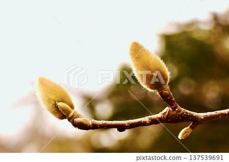 春天蜘蛛等待的春天 137539691