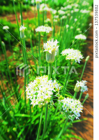 A landscape of blooming chive flowers 137539882