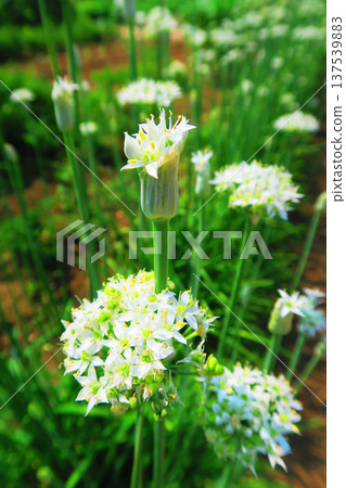 A landscape of blooming chive flowers A landscape of blooming chive flowers 137539883