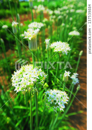 一片盛開的韭菜花海。 137539884