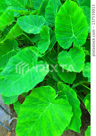芋頭寬大的綠葉 137539913