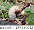 White caterpillar - belly visible 137539942