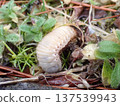 White caterpillar - back 137539943