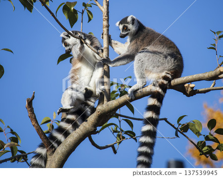 Wolverine lemur Wolverine lemur 137539945