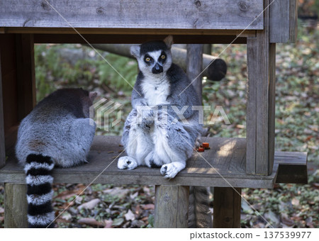 金剛狼狐猴 137539977