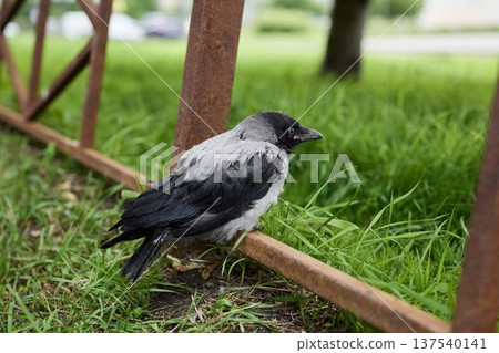 Crow observed carefully, Research capturing crow movements Crow observed carefully, Research capturing crow movements 137540141