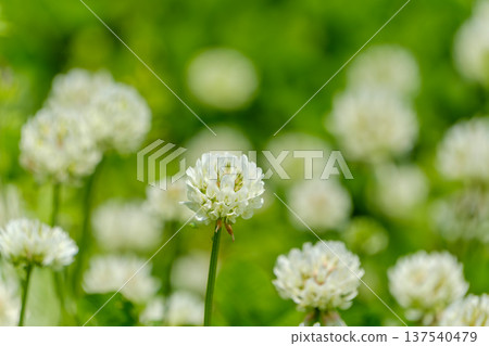 柔光下的白三葉草特寫 137540479