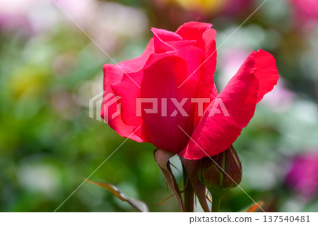 一朵紅玫瑰,花苞熱情綻放 一朵紅玫瑰,花苞熱情綻放 137540481