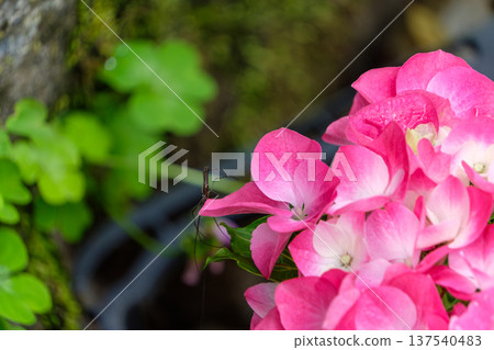 Pink hydrangea and a small spider coexist Pink hydrangea and a small spider coexist 137540483
