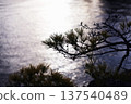 樹反射在水的表面上 137540489