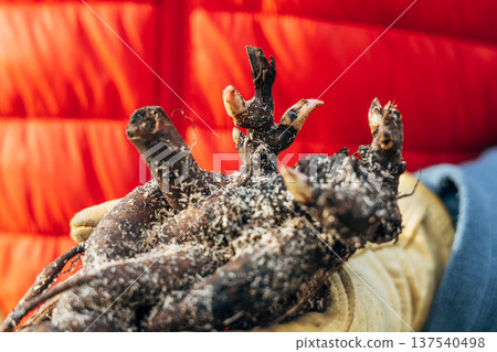 Hands hold a large herbaceous peony root with buds before planting. 137540498