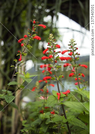 紅鼠尾草花(尼泊爾博卡拉) 紅鼠尾草花(尼泊爾博卡拉) 137540501