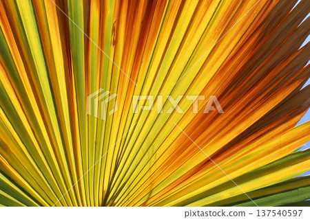 variegated colorful palm leaf for backgrounds variegated colorful palm leaf for backgrounds 137540597