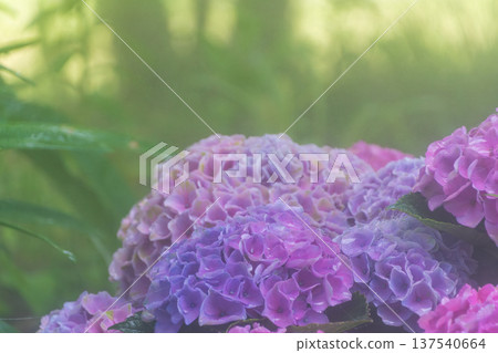 Pale pink hydrangeas blooming in a fantastical atmosphere Pale pink hydrangeas blooming in a fantastical atmosphere 137540664