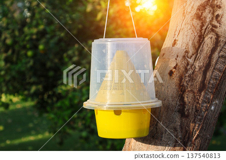 A fly trap hangs from a tree in an Egyptian hotel A fly trap hangs from a tree in an Egyptian hotel 137540813