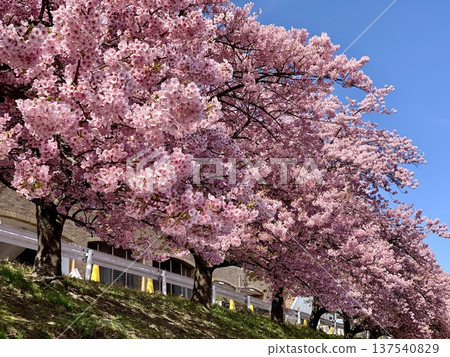 A row of cherry trees in full bloom (Kawazu cherry blossoms, Aoi cherry blossoms) against the blue sky of early spring (left bank of the Oto River, north of Tatsumigaoka Hall, Okazaki City, Aichi Prefecture) 137540829