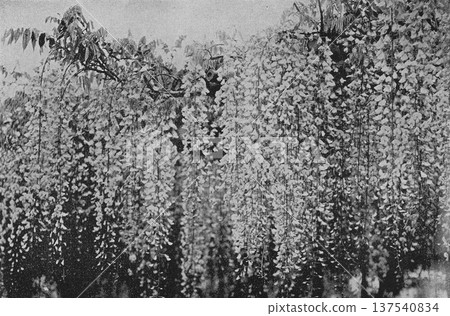 Old photo from 1894, Wisteria trellis at Kameido Tenjin Shrine, Tokyo 137540834