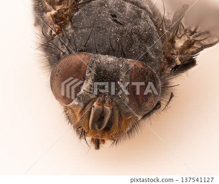 Macro Close-Up of a Fly Head Showing Large Red Compound Eyes, Dark Gray Fuzzy Body, Fine Hairs, and Mouthparts Against White Background 137541127