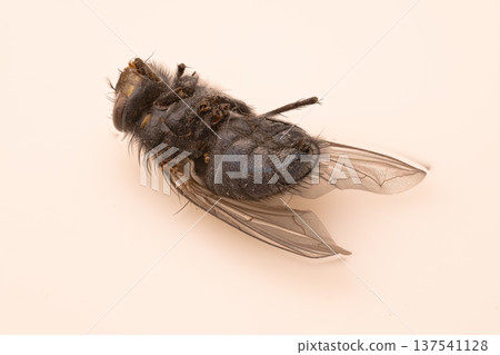 Macro Photography Of A Dead House Fly Lying On Its Back With Visible Wings And Hairs Against Plain White Background For Scientific Study 137541128