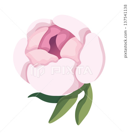 Pink peony. Vector clipart, illustration with isolated background. Pink peony. Vector clipart, illustration with isolated background. 137541138