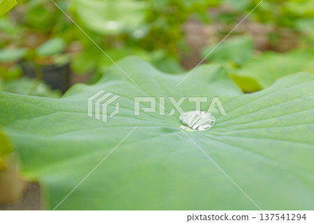 Polka dots collected on lotus leaves Polka dots collected on lotus leaves 137541294