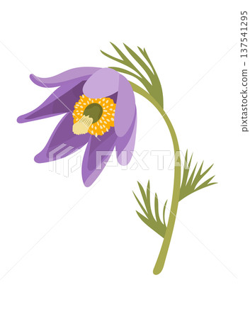 Pasque flower. Flat vector clipart illustration with isolated background. 137541295