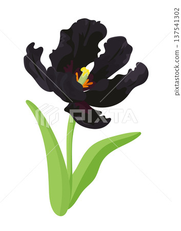 Black Parrot Tulip flower. Flat vector clipart, illustration with isolated background. Black Parrot Tulip flower. Flat vector clipart, illustration with isolated background. 137541302