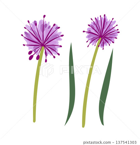 Onion flowers. Flat vector clipart, illustration with isolated background. Onion flowers. Flat vector clipart, illustration with isolated background. 137541303