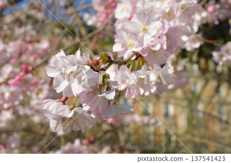 Cherry blossoms blooming in Parc Monceau, Paris (March 3, 2026) 137541423