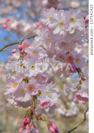 Cherry blossoms blooming in Parc Monceau, Paris (March 3, 2026) 137541425