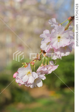 Cherry blossoms blooming in Parc Monceau, Paris (March 3, 2026) Cherry blossoms blooming in Parc Monceau, Paris (March 3, 2026) 137541428