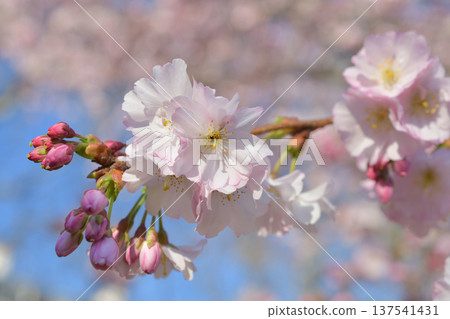 Cherry blossoms blooming in Parc Monceau, Paris (March 3, 2026) Cherry blossoms blooming in Parc Monceau, Paris (March 3, 2026) 137541431