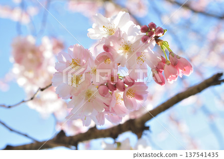 Cherry blossoms blooming in Parc Monceau, Paris (March 3, 2026) Cherry blossoms blooming in Parc Monceau, Paris (March 3, 2026) 137541435