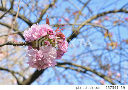 Cherry blossoms blooming in Parc Monceau, Paris (March 3, 2026) Cherry blossoms blooming in Parc Monceau, Paris (March 3, 2026) 137541439