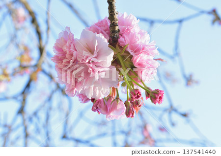 Cherry blossoms blooming in Parc Monceau, Paris (March 3, 2026) Cherry blossoms blooming in Parc Monceau, Paris (March 3, 2026) 137541440