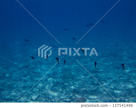 A school of bigfin reef squid swimming in the sea A school of bigfin reef squid swimming in the sea 137541498