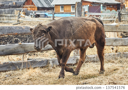 Brown bull walks in a rural farm enclosure. Domestic livestock animal grazing in a wooden fence paddock. Traditional agriculture and cattle breeding concept. Ranch scene on countryside. Brown bull walks in a rural farm enclosure. Domestic livestock animal grazing in a wooden fence paddock. Traditional agriculture and cattle breeding concept. Ranch scene on countryside. 137541576