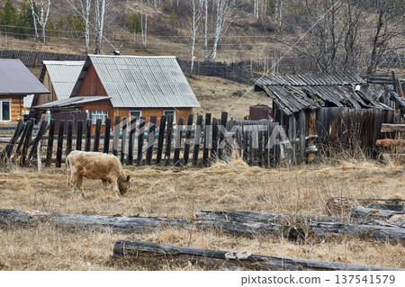 Calf grazing on dry grass near wooden village house. Rural landscape with old fence and shed in countryside. Farming lifestyle and agricultural scene in spring. Simple life concept. Calf grazing on dry grass near wooden village house. Rural landscape with old fence and shed in countryside. Farming lifestyle and agricultural scene in spring. Simple life concept. 137541579