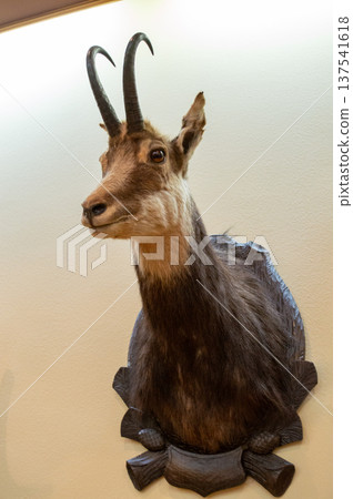 Taxidermy Antelope Head Mount on Wooden Plaque Taxidermy Antelope Head Mount on Wooden Plaque 137541618
