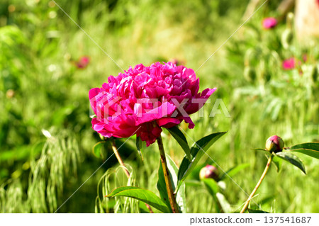 A red peony has blossomed. A red peony has blossomed. 137541687