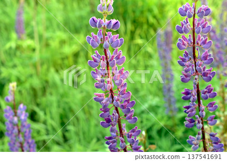 Lupine flowers in bloom. Lupine flowers in bloom. 137541691