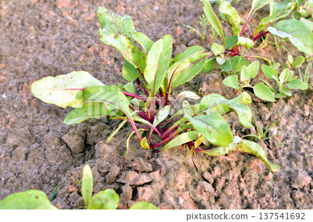 The first beet leaves in the garden. The first beet leaves in the garden. 137541692