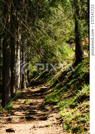 Discovering the tranquil forest path at midday with sunlight filtering through tall trees and a sense of adventure in every step 137541722