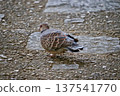 A turtle dove walking on a stone pavement with a nut in its mouth 137541770