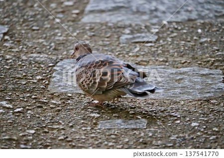 A turtle dove walking on a stone pavement with a nut in its mouth 137541770