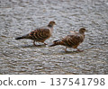 Two friendly turtle doves walking quickly side by side on the cobblestones 137541798